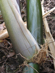 Zizania latifolia