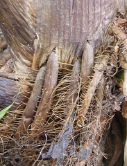Zizania latifolia