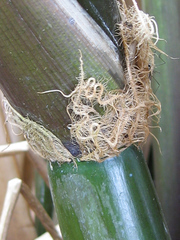 Zizania latifolia