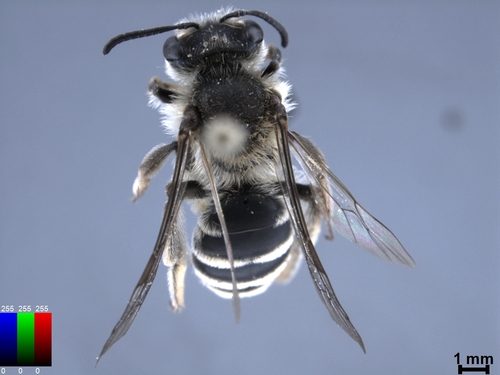 iNaturalist observation photo of Bees