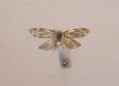Prothelymna niphostrota