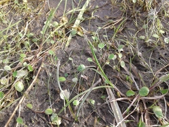 Halerpestes sarmentosa