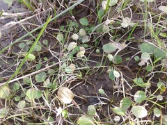 Halerpestes sarmentosa