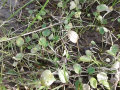 Halerpestes sarmentosa