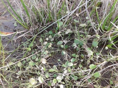 Halerpestes sarmentosa