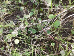 Halerpestes sarmentosa