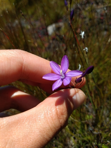 Image of Thereianthus juncifolius by (c) Seth Musker, some rights reserved (CC BY)