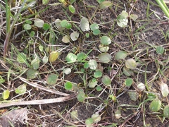 Halerpestes sarmentosa