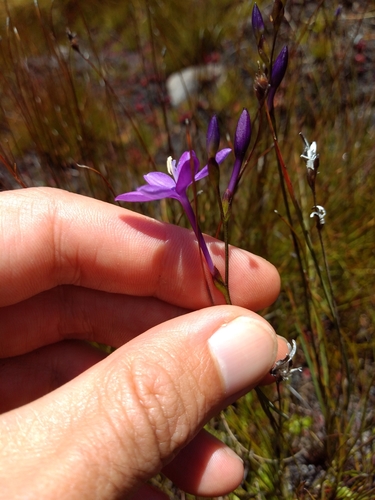 Image of Thereianthus juncifolius by (c) Seth Musker, some rights reserved (CC BY)