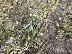 Halerpestes sarmentosa