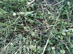 Halerpestes sarmentosa