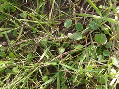 Halerpestes sarmentosa