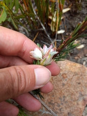 Erica glauca elegans