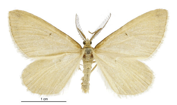 Asaphodes sericodes