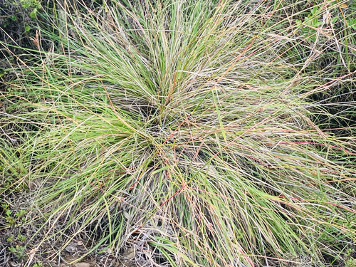Cymbopogon refractus observed 2026-01-27