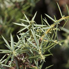 Juniperus communis communis
