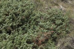 Juniperus communis communis