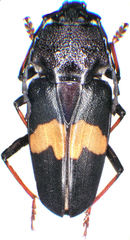 Megaderus stigma