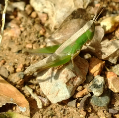 Dichromorpha prominula
