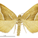 Asaphodes stinaria - Photo (c) Landcare Research New Zealand Ltd., some rights reserved (CC BY)