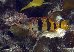 Hypoplectrodes nigroruber