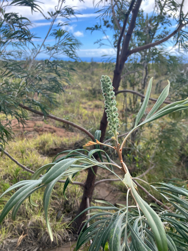 Grevillea banksii observed 2026-01-27