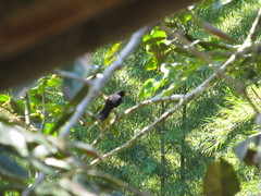 Amblycercus holosericeus