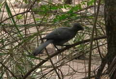 Corythaixoides concolor concolor