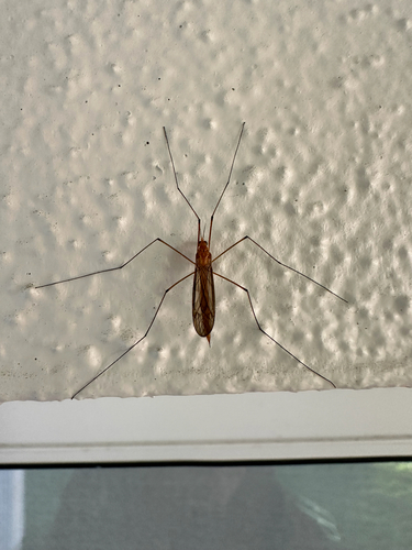 Unknown species found near W San Juan St, Tampa, FL, US