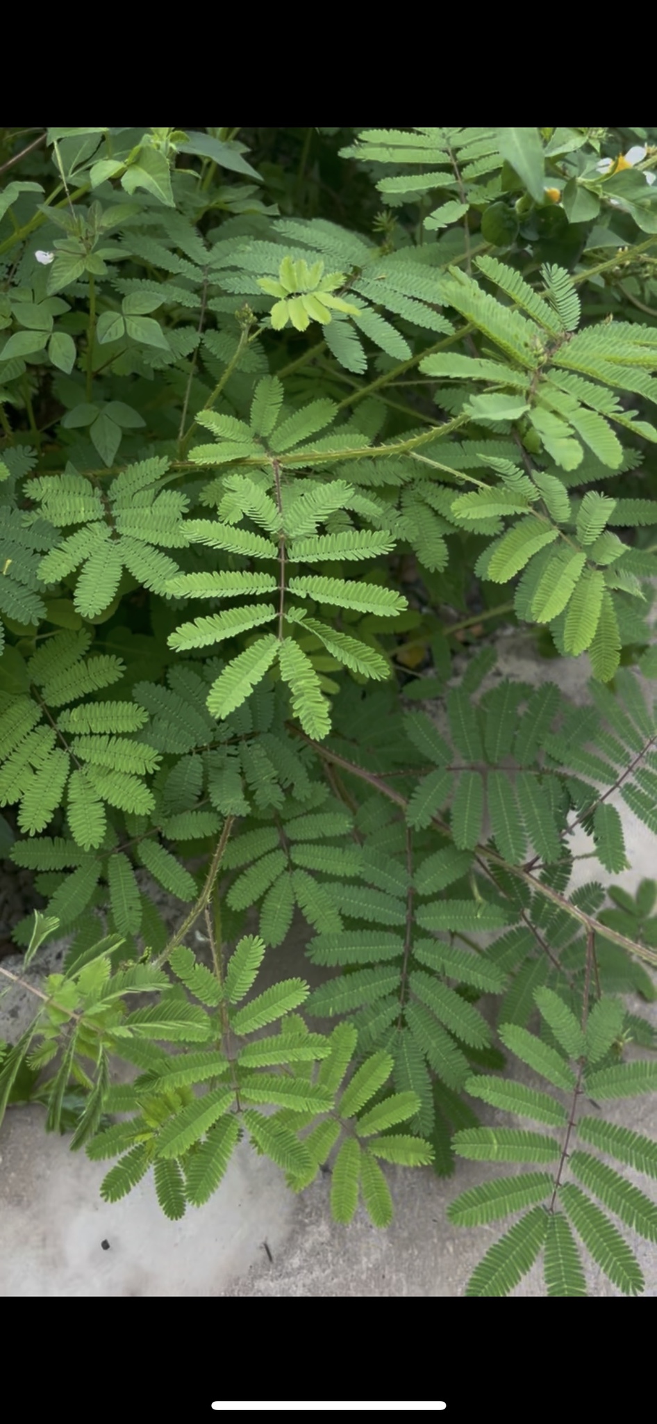 Trinh nữ móc (Mimosa diplotricha)