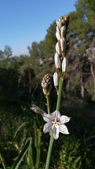 Asphodelus albus