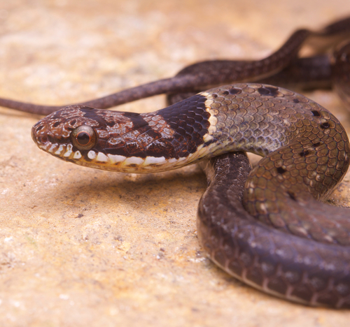 Collared Black-headed Snake