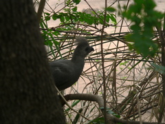 Corythaixoides concolor concolor