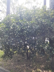 Murraya paniculata paniculata