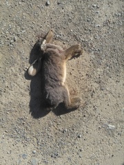 Bunolagus monticularis