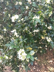 Murraya paniculata paniculata