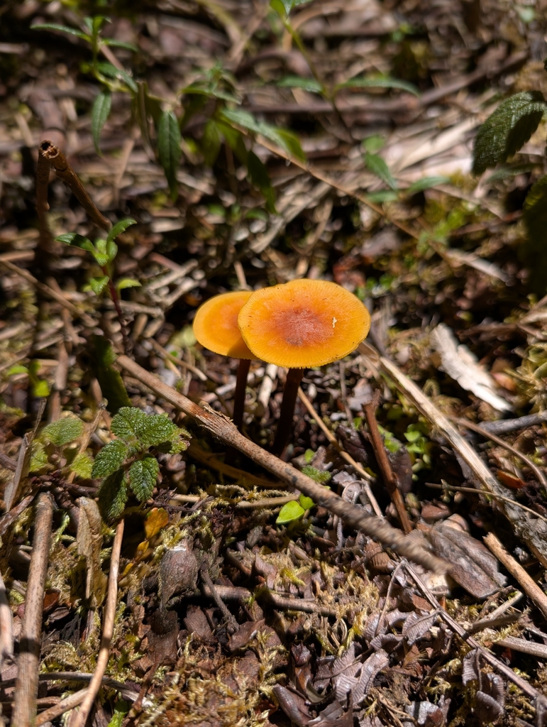Heimiomyces tenuipes · January 2026 · photo: © saucierj (iNaturalist, cc-by-nc)