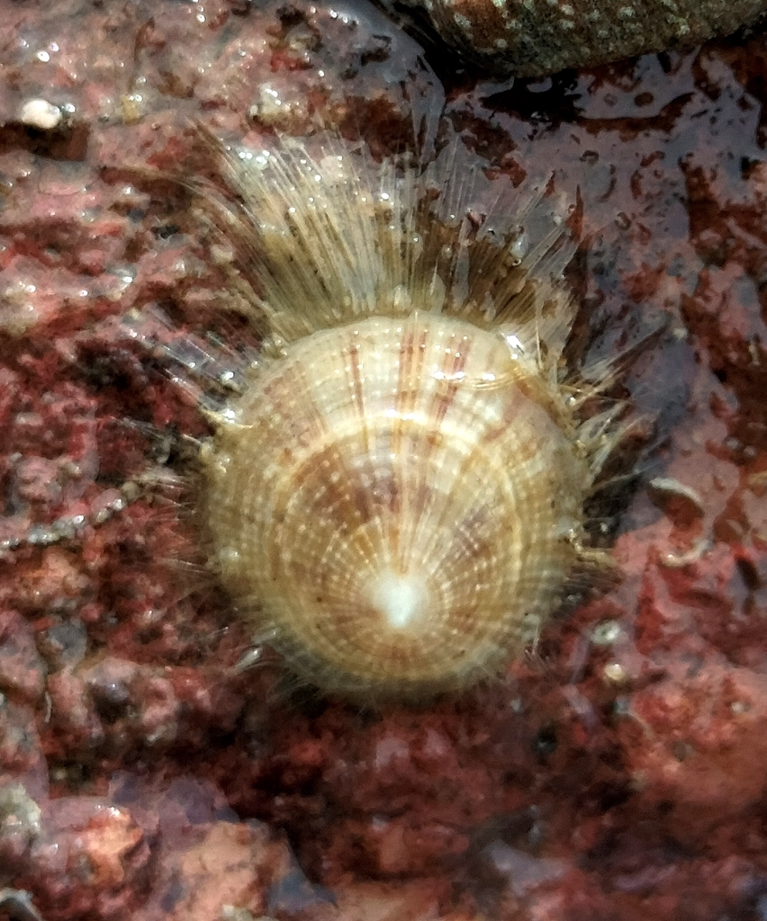 Discradisca