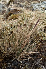 Festuca contracta