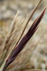 Festuca contracta