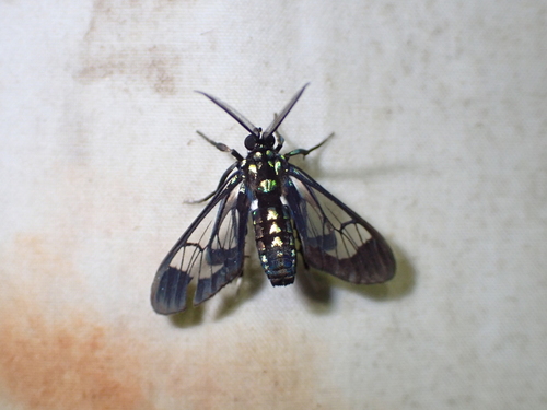 Xanthidae observed 2026-01-18