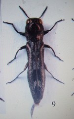 Agrilus cerrolatus