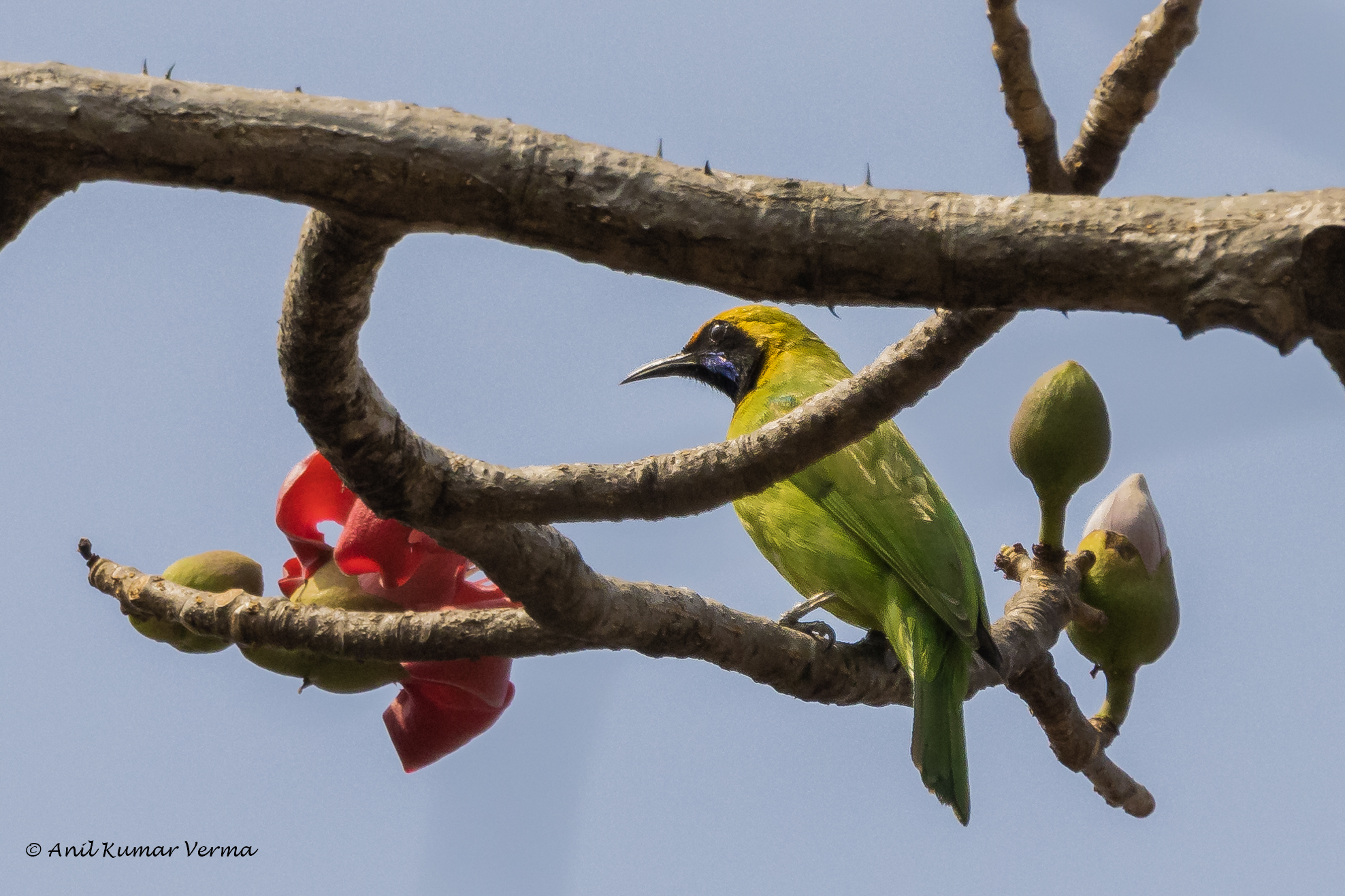 Golden-fronted Leafbird