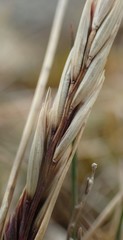 Festuca contracta