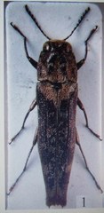 Agrilus erici