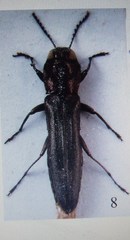 Agrilus dauberi