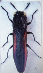 Agrilus goldsteini