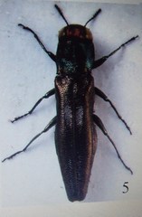 Agrilus ivettae