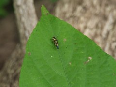 Agrilus xanthonotus