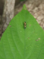 Agrilus xanthonotus